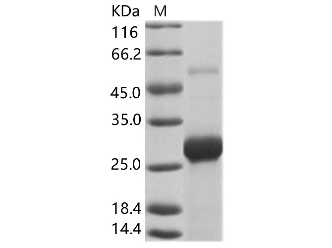 Валидация Elabscience PKSV030138(5915)