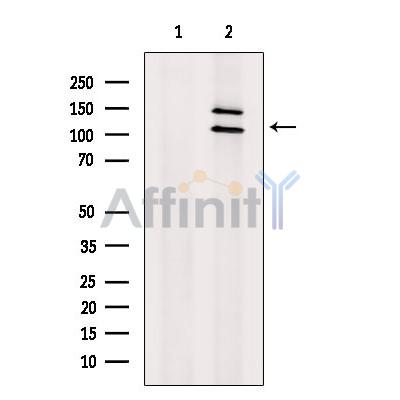 Валидация Affinity DF13354 - 8566
