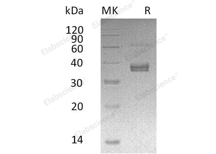 Валидация Elabscience PKSH032044(2599)