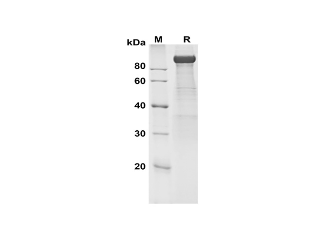 Валидация Elabscience PDMH100345(956)