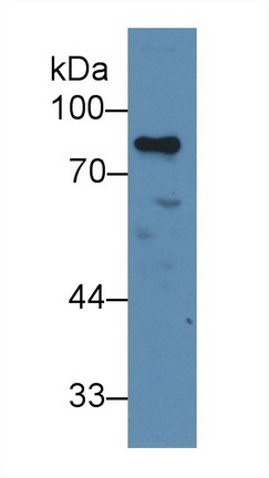 9964
