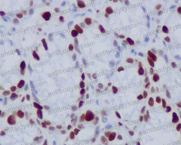 Валидация AntibodySystem RHC80901