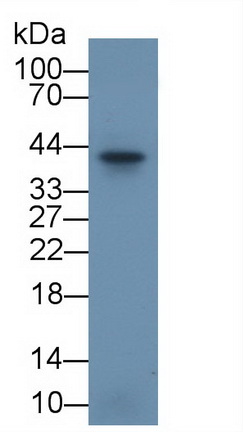 39324