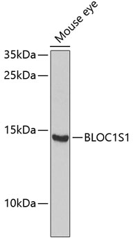 Валидация Elabscience E-AB-67801