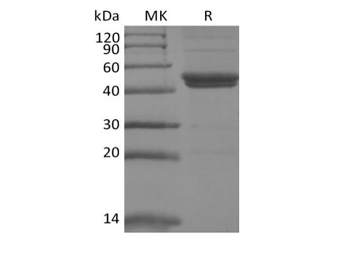 Валидация Elabscience PKSM041427(5302)