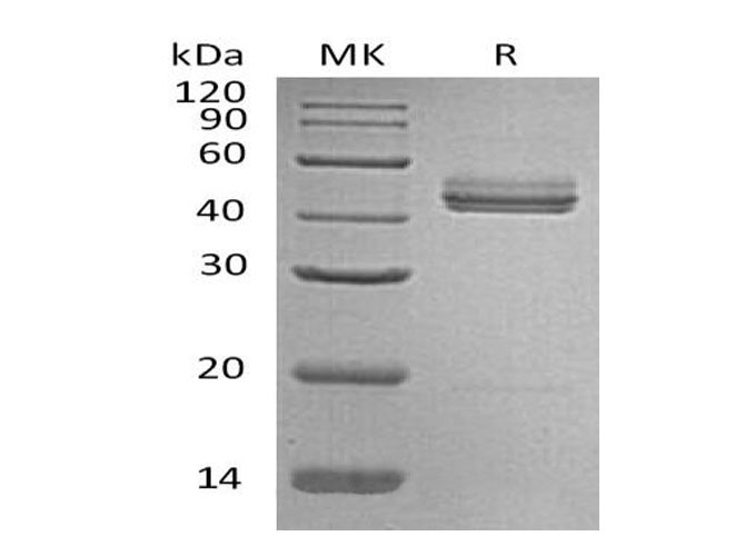 Валидация Elabscience PKSM041087(5007)