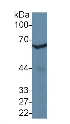 13013
