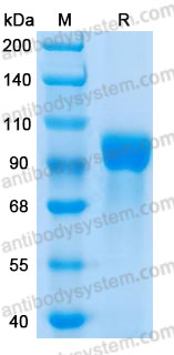 Валидация AntibodySystem AHD51901