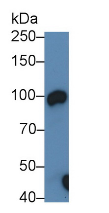 10137