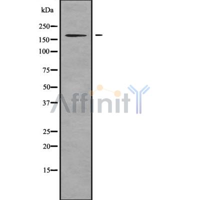 Валидация Affinity DF9901 - 22865