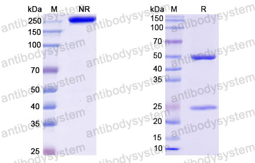 Валидация SDS-PAGE - AntibodySystem DHE74005