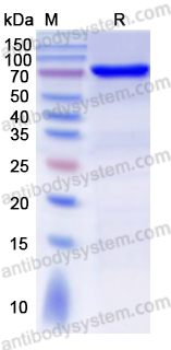 Валидация AntibodySystem EWC01401