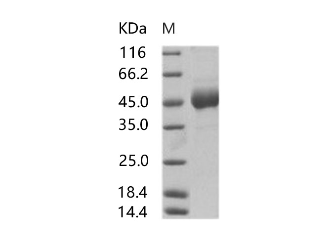 Валидация Elabscience PKSV030142(5919)