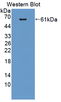 57232