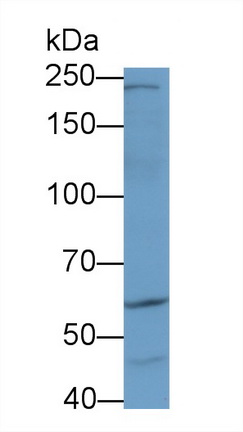 21235