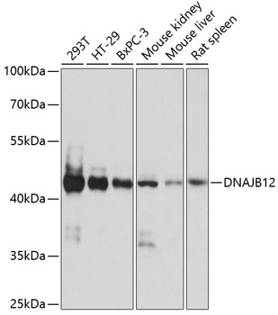 Валидация Elabscience E-AB-65055