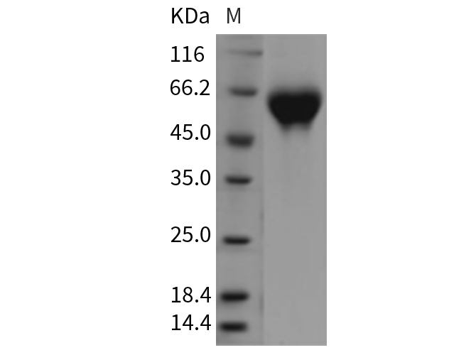 Валидация Elabscience PKSR030326(5669)
