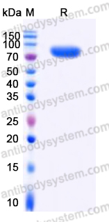 EHD80802, SDS-PAGE