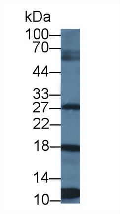 12732