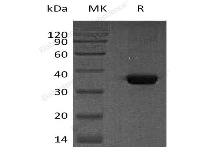 Валидация Elabscience PKSH032839(3250)
