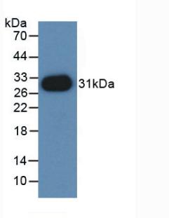 54664