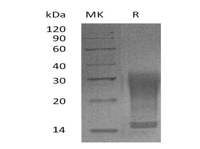 Валидация Elabscience PKSM041074(4997)