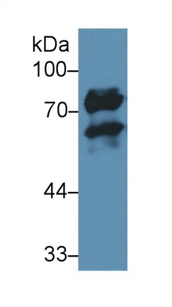 13553