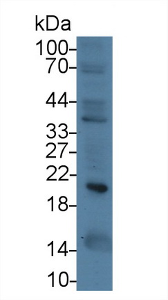 24848