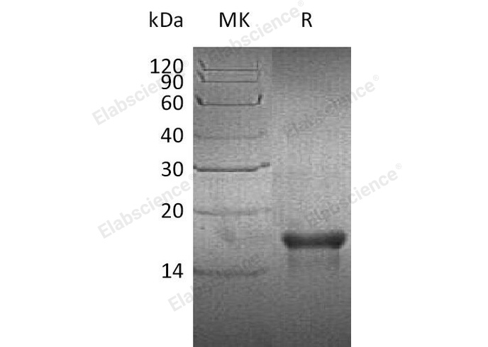 Валидация Elabscience PKSH032904(3305)