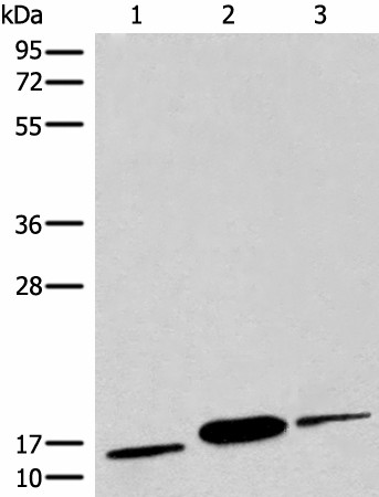 Валидация Elabscience E-AB-19748