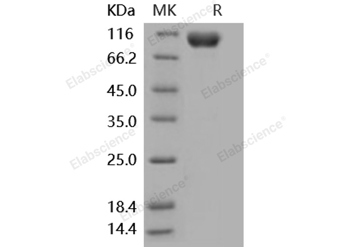 Валидация Elabscience PKSM040868(4824)
