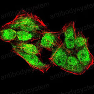 Валидация IF - AntibodySystem RHB11506