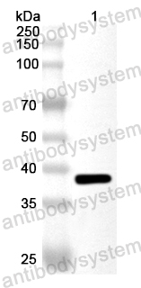 Валидация AntibodySystem PHA83701