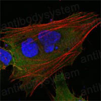 Валидация IF - AntibodySystem RHG13402