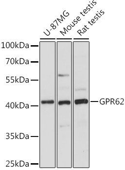 Валидация Elabscience E-AB-66707