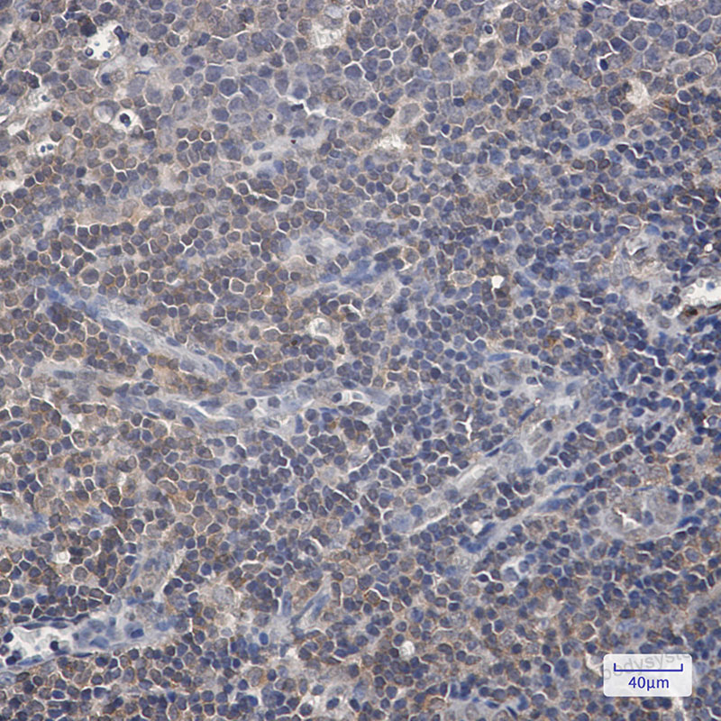 Валидация AntibodySystem RHC05402