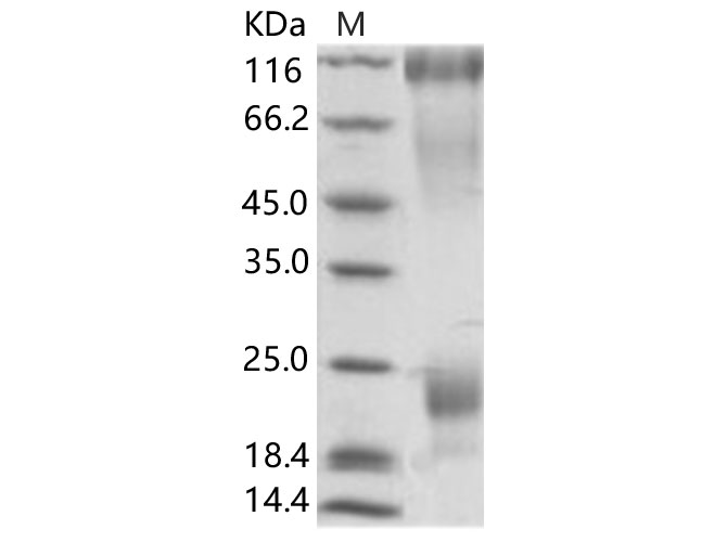 Валидация Elabscience PKSV030155(5932)
