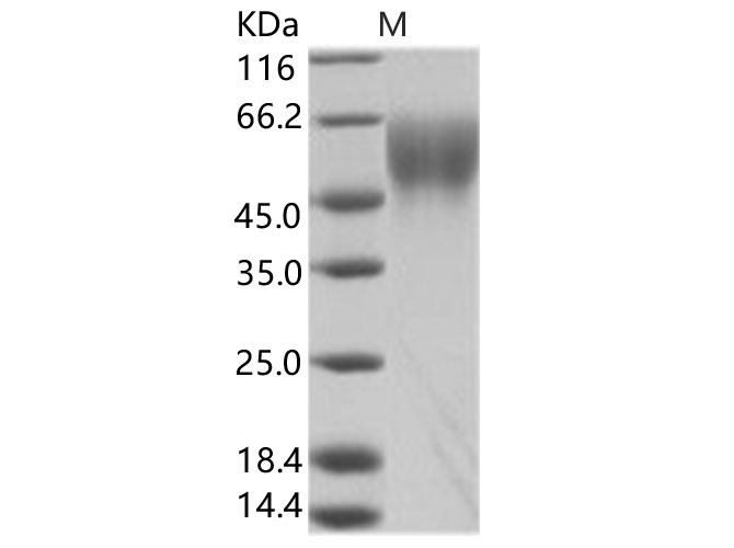 Валидация Elabscience PKSV030165(5942)