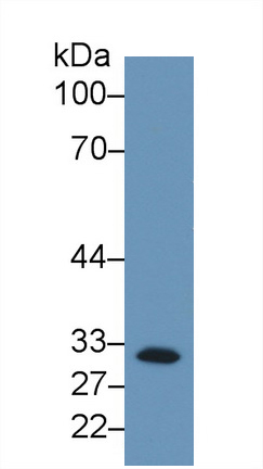 39632