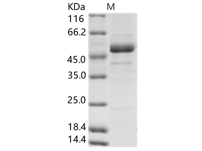 Валидация Elabscience PKSV030246(6012)