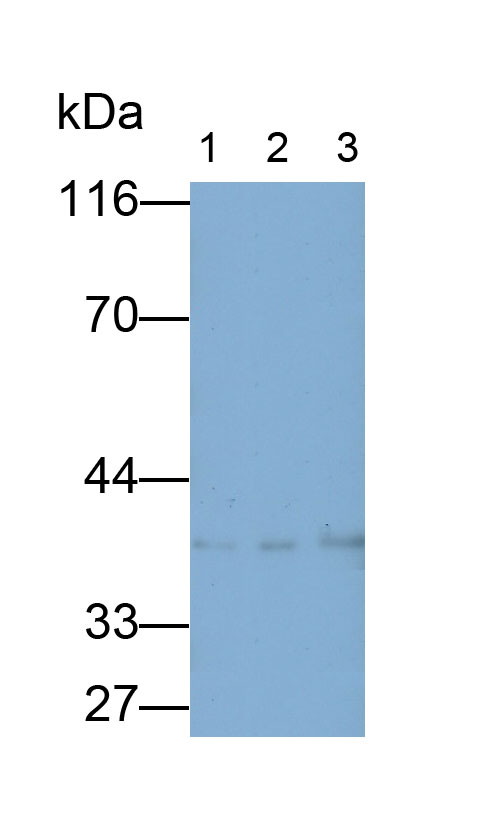 11731
