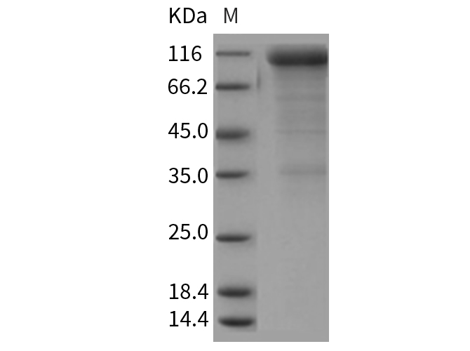 Валидация Elabscience PKSR030280(5626)
