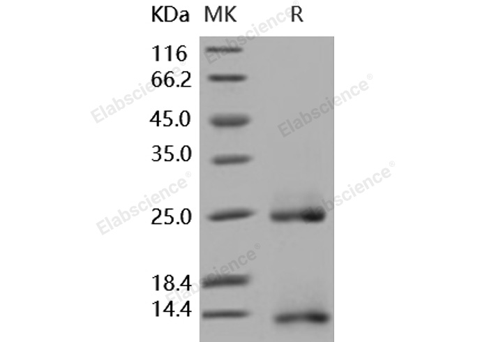 Валидация Elabscience PKSH031986(2556)