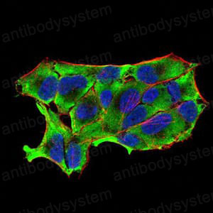 Валидация IF - AntibodySystem RHD84304 (733)
