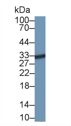 39954