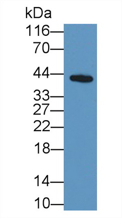 14659