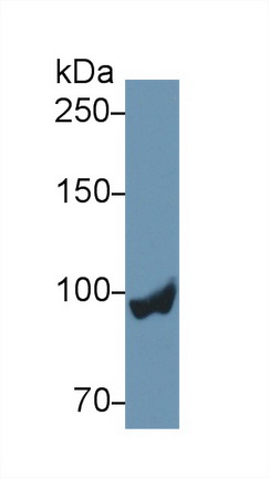 10311