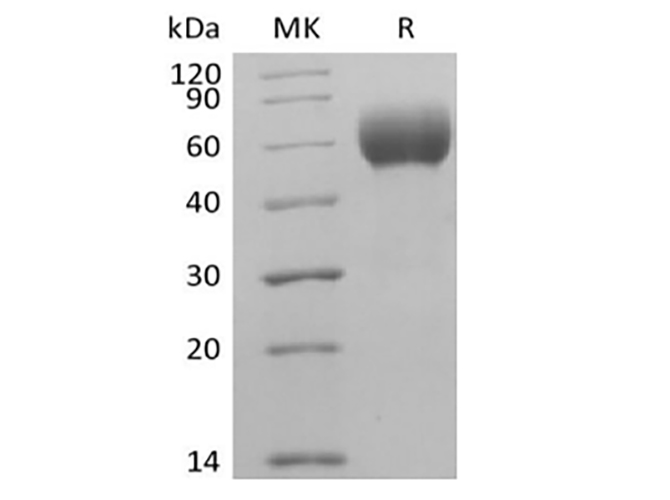Валидация Elabscience PKSH033867(4101)