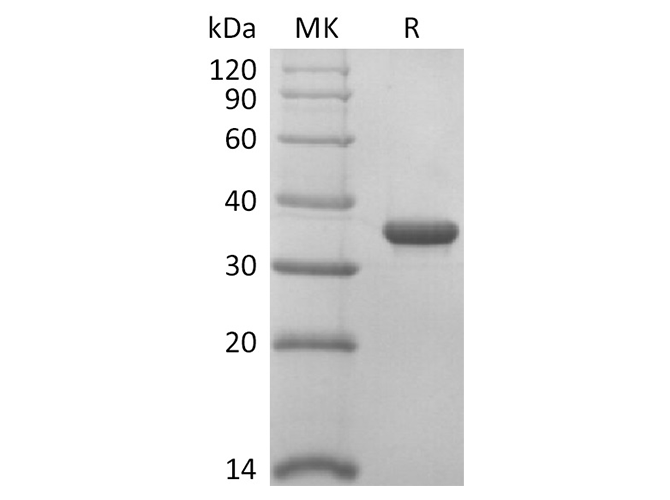 Валидация Elabscience PKSR030472(5777)