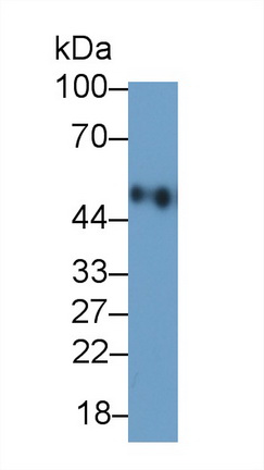 21177
